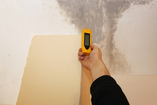 Best Attic Mold Removal  in Zephyrhills South, FL