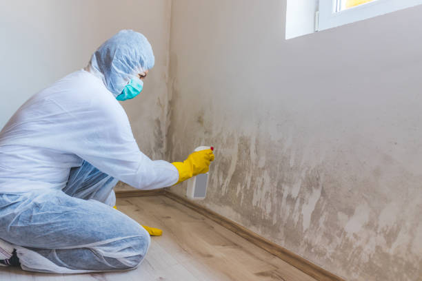 Best Mold Damage Restoration  in Zephyrhills South, FL