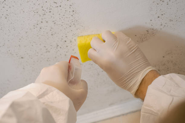 Trusted Zephyrhills South, FL Mold Removal Experts