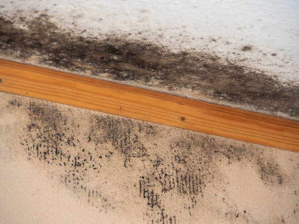 Best Black Mold Removal  in Zephyrhills South, FL