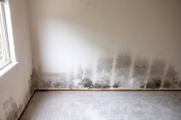Mold Removal for HVAC Installations in Zephyrhills South, FL